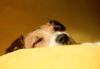 Cute lazy dog sleeping on sofa pillow during midday sloth time