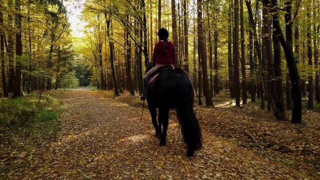 Young equestrian walking with black horse through the autumn woods, sun shines through the trees and yellow fall leaves on the dirt road