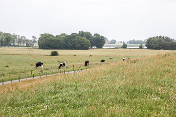 Fototapeta na wymiar Green flat meadows with cows near the North Sea