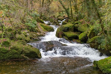 Fototapeta premium waterfall in the forest