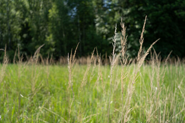 Tall grass in a field in the village