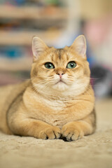 British shorthair brown cat lying on the floor