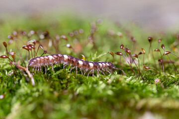 Polydesmus polonicus is a genus of millipedes in the family Polydesmidae. Found in the Carpathian Mountains.