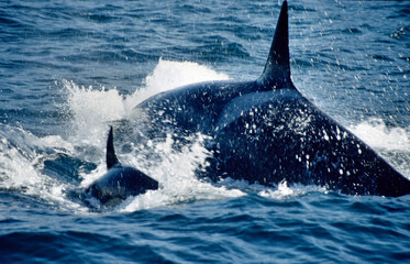 Cow Orca and Calf Racing by the Boat in the Santa Barbara Channel, California