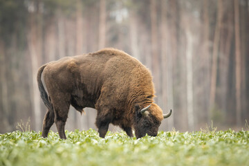 European bison - Bison bonasus in the Knyszyn Forest (Poland) © szczepank