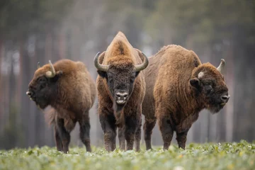 Photo sur Plexiglas Bison European bison - Bison bonasus in the Knyszyn Forest (Poland)