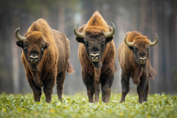 European bison - Bison bonasus in the Knyszyn Forest (Poland) © szczepank