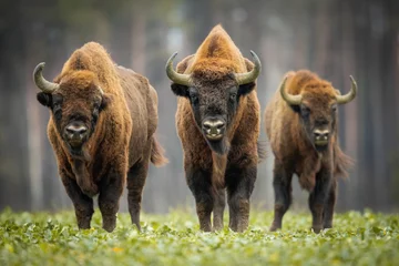 Foto op Plexiglas Europese bizon - Bison bonasus in het Knyszyn-woud (Polen) © szczepank