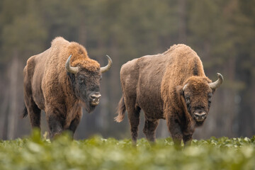 European bison - Bison bonasus in the Knyszyn Forest (Poland)