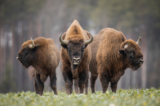 European bison - Bison bonasus in the Knyszyn Forest (Poland)