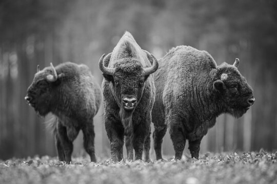 European bison - Bison bonasus in the Knyszyn Forest (Poland)