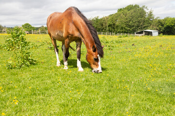 Pretty bay pony grazing happily in field on summers day .