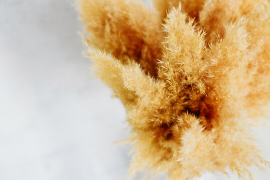 Pompous grass pampas White base on a minimalistic background Banner  texture 