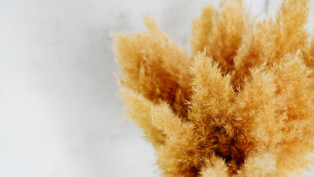 Pompous grass pampas White base on a minimalistic background Banner  texture 