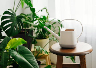 plant, green, white, background, interior, home, flower, decoration, natural, garden, leaf, nature, pot, room, modern, flora, botany, design, beautiful, indoor, apartment, houseplant, botanical, furni