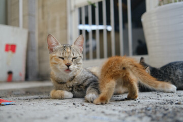 lovely street cat