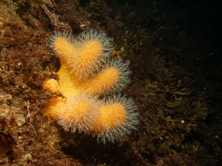 A closeup picture of a feeding soft coral dead man's fingers or Alcyonium digitatum. Picture from the Weather Islands, Skagerrak Sea, western Sweden