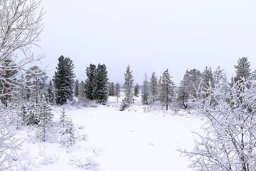 Forest in the north of Siberia on a frosty foggy day
