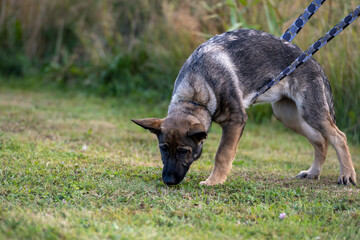 A four-month-old German Shepherd puppy in tracking training. Green grass in the background