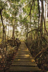 Fototapeta premium path in the mangrove swamp forest