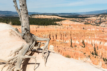 A tree survinvg in the sparse Bryce Canyon landscape