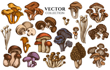 Badge design with colored oyster mushroom, champignon, honey agaric, shiitake, porcini, morel mushroom, chanterelle, aspen mushroom, enoki , shimeji, black chanterelle, red pine mushroom, portobello