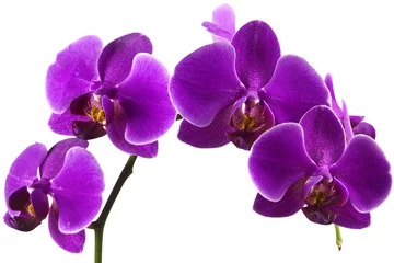 Foto op Canvas purple orchid isolated on white © София Ломанская