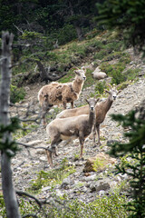 Mountain Goats in Jasper National Park 
