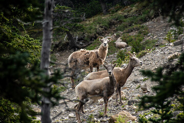 Naklejka na ściany i meble Mountain Goats in Jasper National Park 