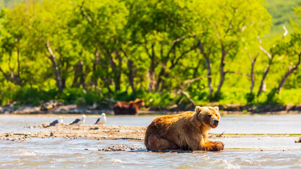 Fototapeta premium Brown bear or Ursus arctos beringianus fishing in the Kurile lake. Kamchatka Peninsula, Russia