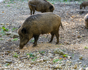 Wild boars searching for food on the ground and eating
