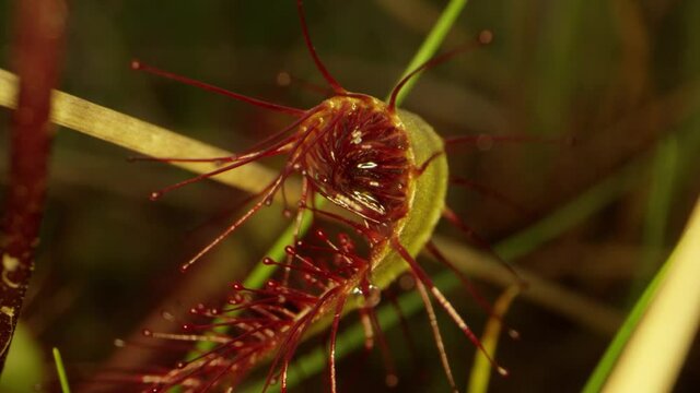 sundew in a swedish moor