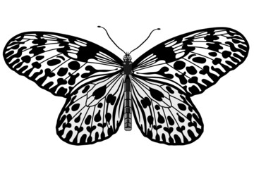 butterfly black and white svg vector illustration