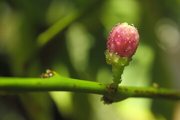 flores de limon humedas, lluvia o rocio