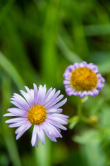 Alpine Mountaiin Wildflowers In Jasper National Park 