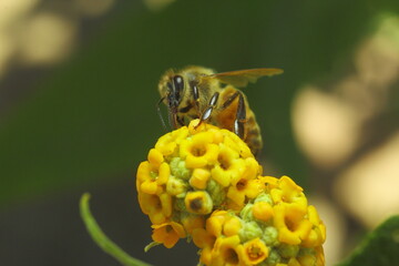 abeja recolectando polen, polinizando flor amarilla