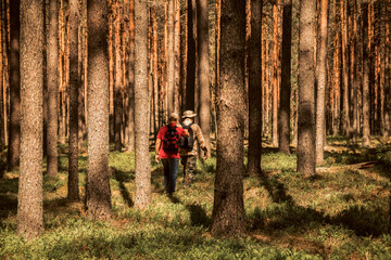 two people with backpacks hiking in a pine tree forest