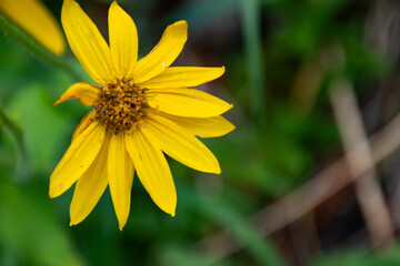Alpine Mountaiin Wildflowers In Jasper National Park 