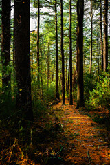 Tall Pine trees and illuminated footpaths in the forest in autumn. Myles Standish Monument State Reservation forest in south Duxbury next to Kingston Bay in Massachusetts.
