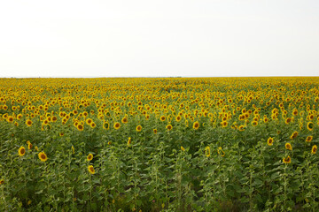 Fototapeta premium Sunflower field nature Agricultural field no people unaltered