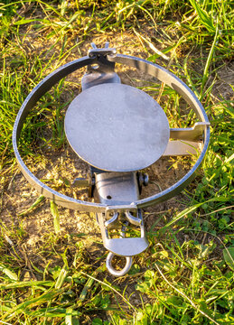 Metal Veiled Trap , Masked In Green Grass , Hunting Snare Device For Catching Beasts Close Up