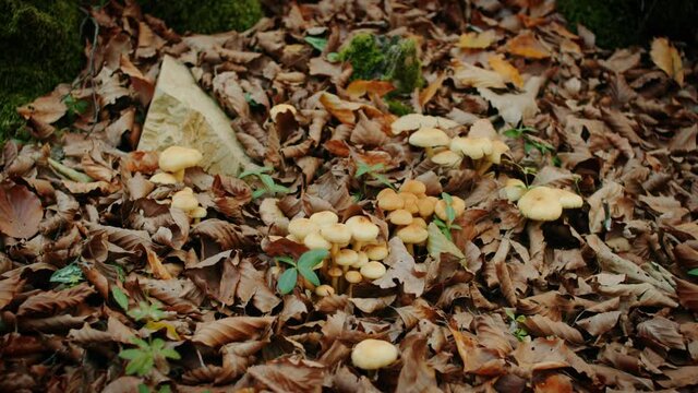 funghi in montagna in autunno