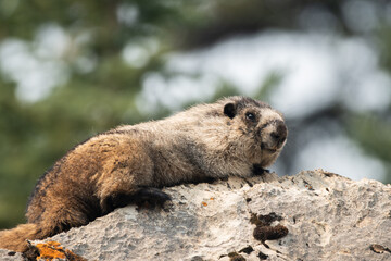Naklejka na ściany i meble Marmot on a Rock in Jasper National Park