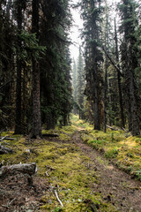 Obraz premium Smokey Forrest Fire Views of Jasper National Park 