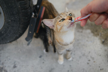 lovely street cat