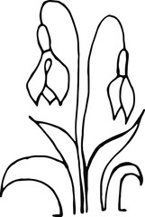 Snowdrop flower. Black and white vector