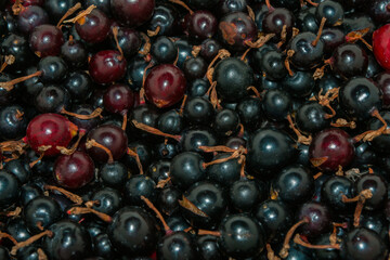 Berry background-texture. Wild currant berries (Latin: Ribes dikuscha), close up. ECO products.
