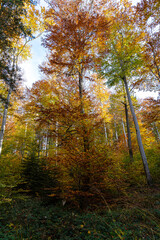 Colorful trees in the middle of the autumn forest