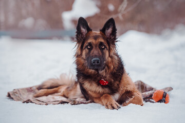Portrait of a long haired german shepherd dog looking at the camera and lying on the snow