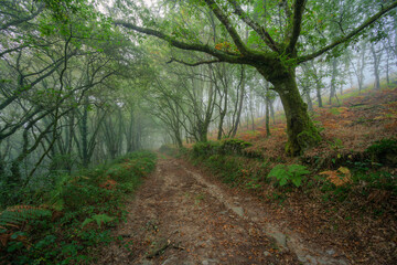 Agricultural road through an forest in the fog